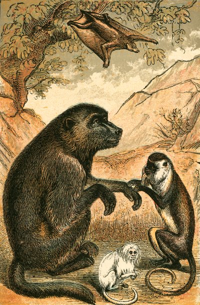 Flying Lemur, Baboon, Diana Monkey and Marmoset by English School